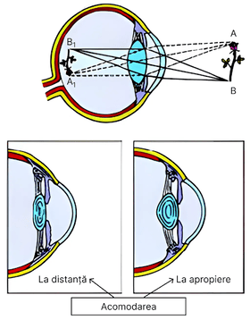 Schema de acomodare a ochiului